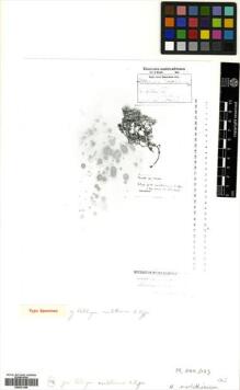 Type specimen at Edinburgh (E). Marloth, Hermann: 1211. Barcode: E00531369.