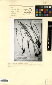 Type specimen at Edinburgh (E). Alexeenko, F: . Barcode: E00531388.