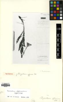 Type specimen at Edinburgh (E). Gilli, Alexander: 4057. Barcode: E00531397.