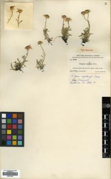 Type specimen at Edinburgh (E). Rydberg, Pehr; Bessey, Ernst: 5084. Barcode: E00531405.