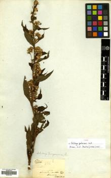 Type specimen at Edinburgh (E). Blinkworth, Robert: 336B. Barcode: E00531414.