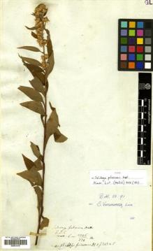 Type specimen at Edinburgh (E). Blinkworth, Robert: 336B. Barcode: E00531415.