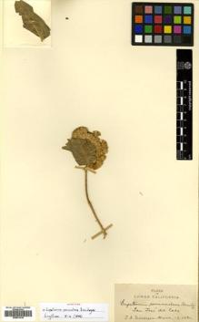 Type specimen at Edinburgh (E). Brandegee, Townshend: . Barcode: E00531418.
