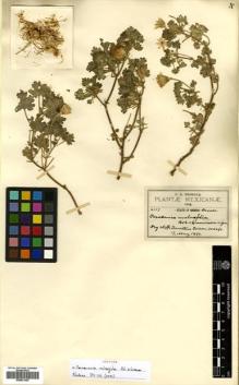 Type specimen at Edinburgh (E). Pringle, Cyrus: 6117. Barcode: E00531420.