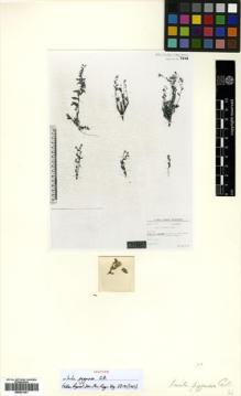 Type specimen at Edinburgh (E). Gilli, Alexander: 3950. Barcode: E00531441.