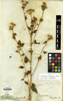 Type specimen at Edinburgh (E). Gardner, George: 3816. Barcode: E00531443.