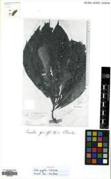 Type specimen at Edinburgh (E). Griffith, William: 3162/1. Barcode: E00531455.