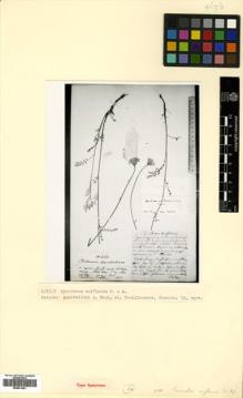 Type specimen at Edinburgh (E). Szovits, A.: 323. Barcode: E00531461.