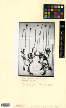 Type specimen at Edinburgh (E). Alboff, Nikolai Michailovich: 225. Barcode: E00531469.