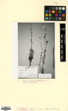 Type specimen at Edinburgh (E). Kemularia-Nathadze, L.M.: . Barcode: E00531473.