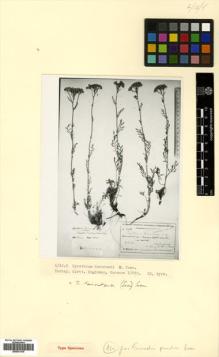 Type specimen at Edinburgh (E). Woronow, Georg: 12652. Barcode: E00531476.