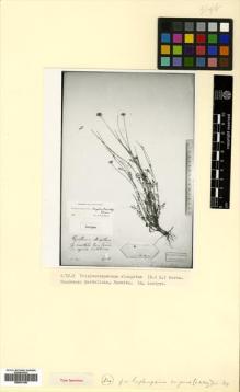 Type specimen at Edinburgh (E). Szovits, A.: . Barcode: E00531486.