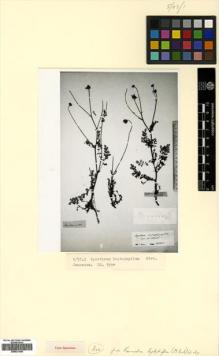Type specimen at Edinburgh (E). Alboff, Nikolai Michailovich: N224. Barcode: E00531493.