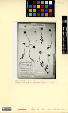 Type specimen at Edinburgh (E). Karjagin, I.: . Barcode: E00531508.