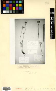 Type specimen at Edinburgh (E). Koch, Karl Heinrich Emil: . Barcode: E00531513.