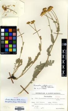 Type specimen at Edinburgh (E). Huber-Morath, Arthur: 13004. Barcode: E00531517.