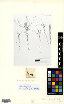 Type specimen at Edinburgh (E). Gilli, Alexander: 4021. Barcode: E00531523.