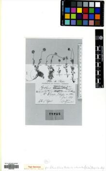 Type specimen at Edinburgh (E). Topali, S.: . Barcode: E00531526.