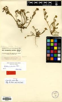Type specimen at Edinburgh (E). Kotschy, Carl (Karl): 53. Barcode: E00531527.