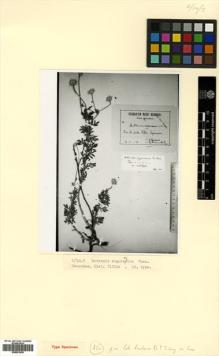 Type specimen at Edinburgh (E). Schischkin, Boris: . Barcode: E00531530.