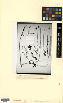 Type specimen at Edinburgh (E). Ruprecht, Franz: . Barcode: E00531538.