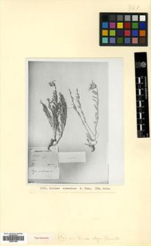 Type specimen at Edinburgh (E). von Radde, Gustav: . Barcode: E00531550.