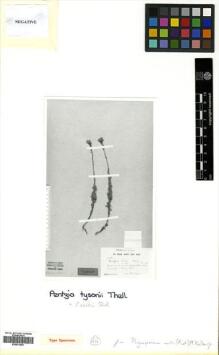 Type specimen at Edinburgh (E). Tyson, William: 1254. Barcode: E00531553.