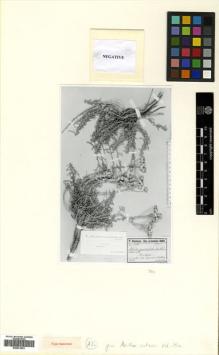 Type specimen at Edinburgh (E). Sintenis, Paul: 1039. Barcode: E00531561.