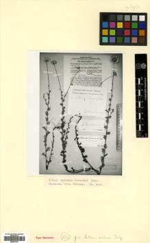 Type specimen at Edinburgh (E). Woronow, Georg: . Barcode: E00531573.