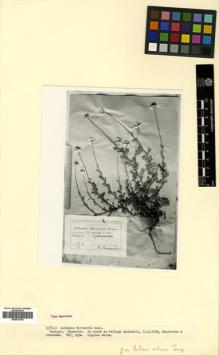 Type specimen at Edinburgh (E). Mandenova, Ida; Kuthatheladze, Schushana Ilyinichna: . Barcode: E00531574.