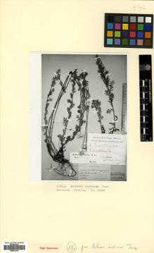 Type specimen at Edinburgh (E). Brotherus, Victor; Brotherus, A.: 520A. Barcode: E00531576.