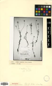 Type specimen at Edinburgh (E). Rzazade, Rza Jakhja Ogly: . Barcode: E00531577.