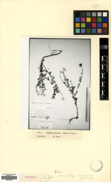 Type specimen at Edinburgh (E). Grossheim, Alexander: . Barcode: E00531578.