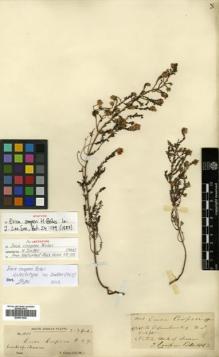Type specimen at Edinburgh (E). Cooper, T.: 1101. Barcode: E00531635.