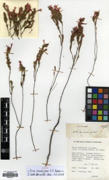 Type specimen at Edinburgh (E). Baker, Hugh: 2641. Barcode: E00531637.