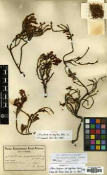 Type specimen at Edinburgh (E). Schlechter, Friedrich: 9709. Barcode: E00531644.