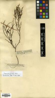 Type specimen at Edinburgh (E). Burchell, William: 7342. Barcode: E00531646.