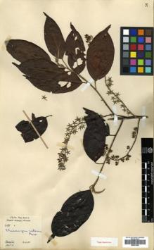 Type specimen at Edinburgh (E). Hose, Charles: 699. Barcode: E00531652.