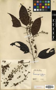 Type specimen at Edinburgh (E). Hose, Charles: 699. Barcode: E00531653.