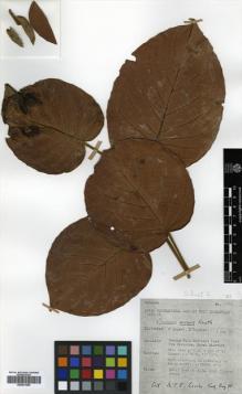 Type specimen at Edinburgh (E). Argent, George; Coppins, Brian: 1183. Barcode: E00531655.