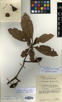 Type specimen at Edinburgh (E). Chew, Wee-Lek: CWL 356. Barcode: E00531657.
