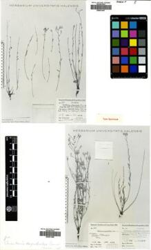 Type specimen at Edinburgh (E). Kerstan, Gerhard: 2061. Barcode: E00531667.