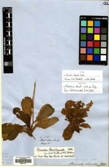 Type specimen at Edinburgh (E). Wallich, Nathaniel: 610. Barcode: E00531677.