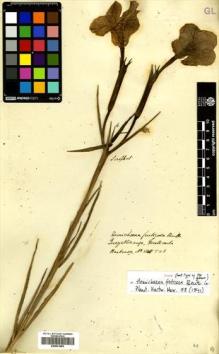 Type specimen at Edinburgh (E). Hartweg, Karl: 548. Barcode: E00531693.