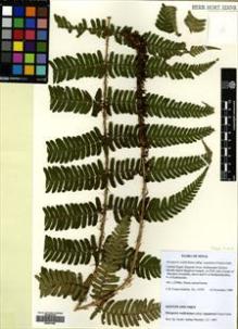 Type specimen at Edinburgh (E). Fraser-Jenkins, Christopher: 15793. Barcode: E00531699.