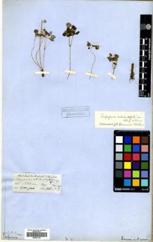 Type specimen at Edinburgh (E). Hooker, Joseph; Thomson, Thomas: . Barcode: E00531705.