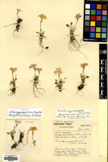 Type specimen at Edinburgh (E). Forrest, George: 21332. Barcode: E00531709.