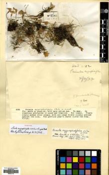 Type specimen at Edinburgh (E). Kingdon-Ward, Francis: 4182. Barcode: E00531710.