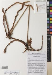 Type specimen at Edinburgh (E). Poulsen, Axel; Firdaus; Tiburrung, Sahir: 2775. Barcode: E00531915.