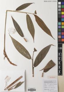 Type specimen at Edinburgh (E). Poulsen, Axel; Firdaus; Tiburrung, Sahir: 2775. Barcode: E00531916.